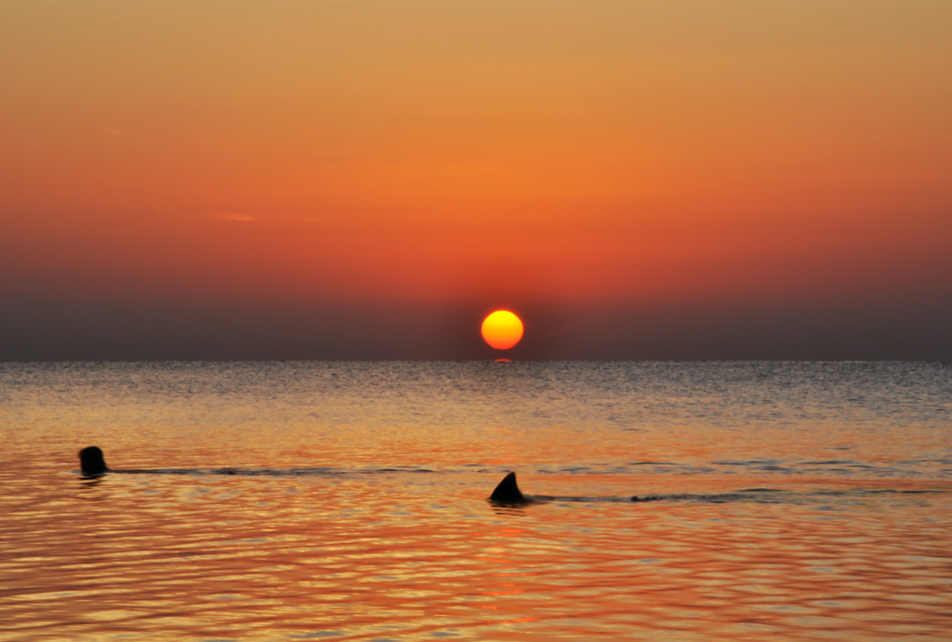 Rekin o zachodzie słońca